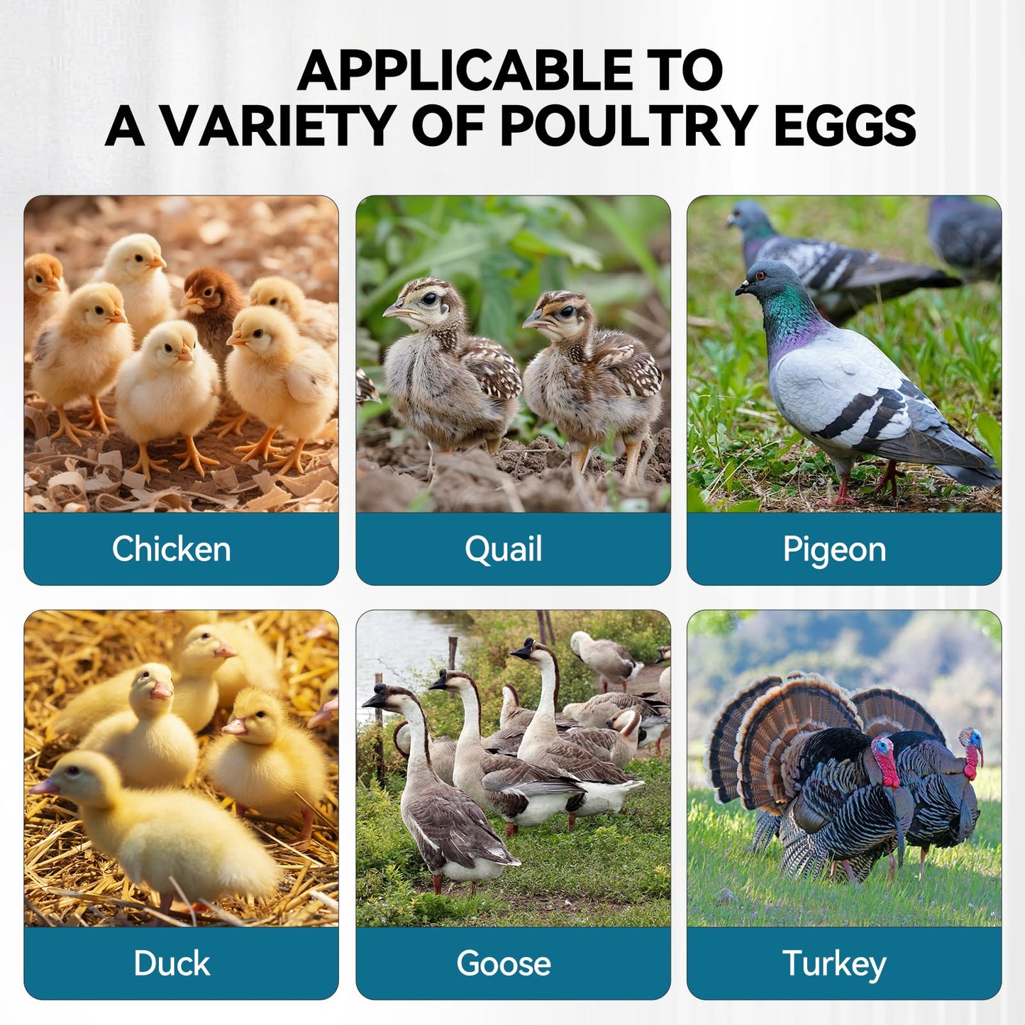 Incubators for Hatching Eggs, 136 Eggs Incubator Digital Poultry Hatcher with Auto Egg Turning, Temp & Humidity Display, 5 Modes, Day Counter & Egg Candler for Chicken/Duck/Goose/Quail