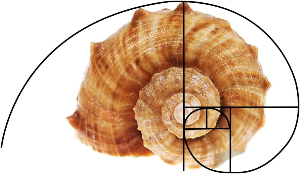 2pcs 2 Golden Ratio View Finder Styles Fibonacci Photo Composition Tool Viewer Photography Artist Viewfinder Rule