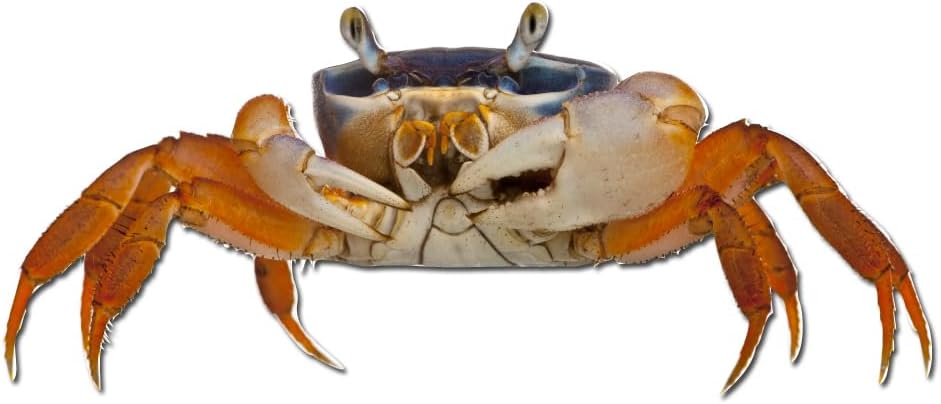 Milk Mug Designs 4 inch Patriot Crab Static Cling