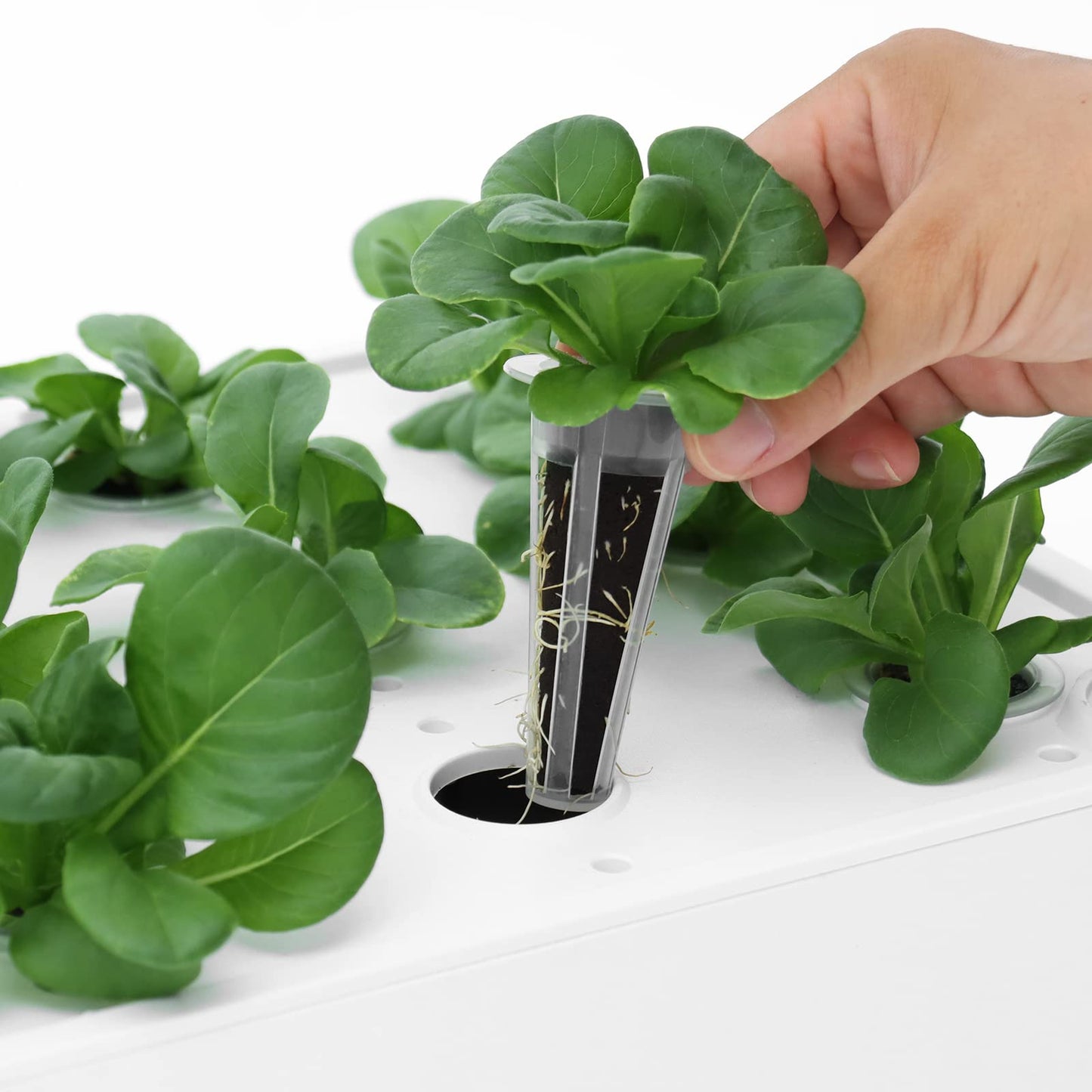 iDOO Hydroponics Growing System Kit & Growth Sponges 60 Pcs