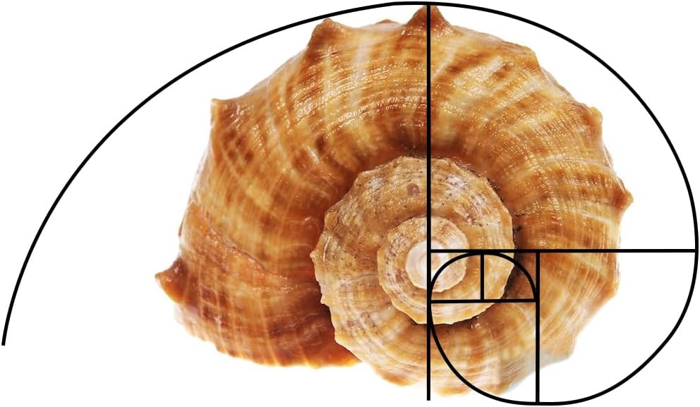 3pcs 3 Golden Ratio View Finder Styles Photo Composition Tool Fibonacci Viewer Photography Artist Viewfinder Rule