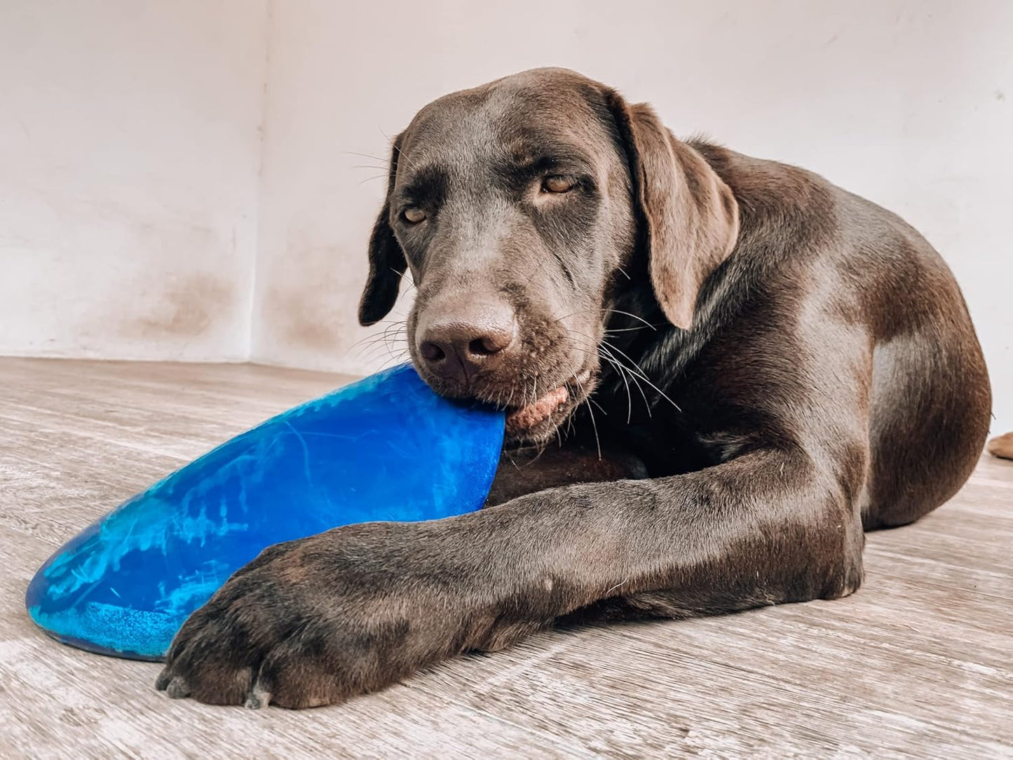 Ultra Durable Rubber Flying Disc Dog Toy for Aggressive Chewers – Heavy Duty Natural Rubber Frisbee for Large Dogs – Interactive Fetch & Tug Toy – Safe Lightweight Outdoor Training Disc – Blue