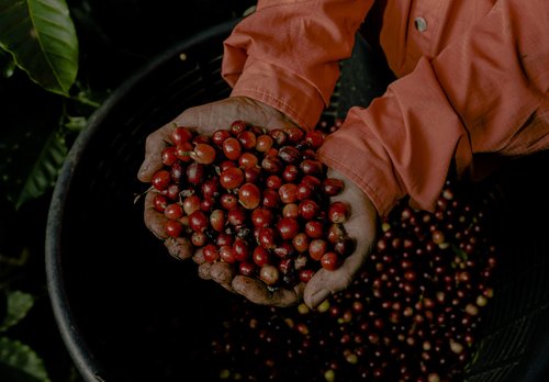 Buena Vida Speacialty Coffee - Special Blend, Whole Bean - Costa Rican Regenerative Coffee (35 oz)