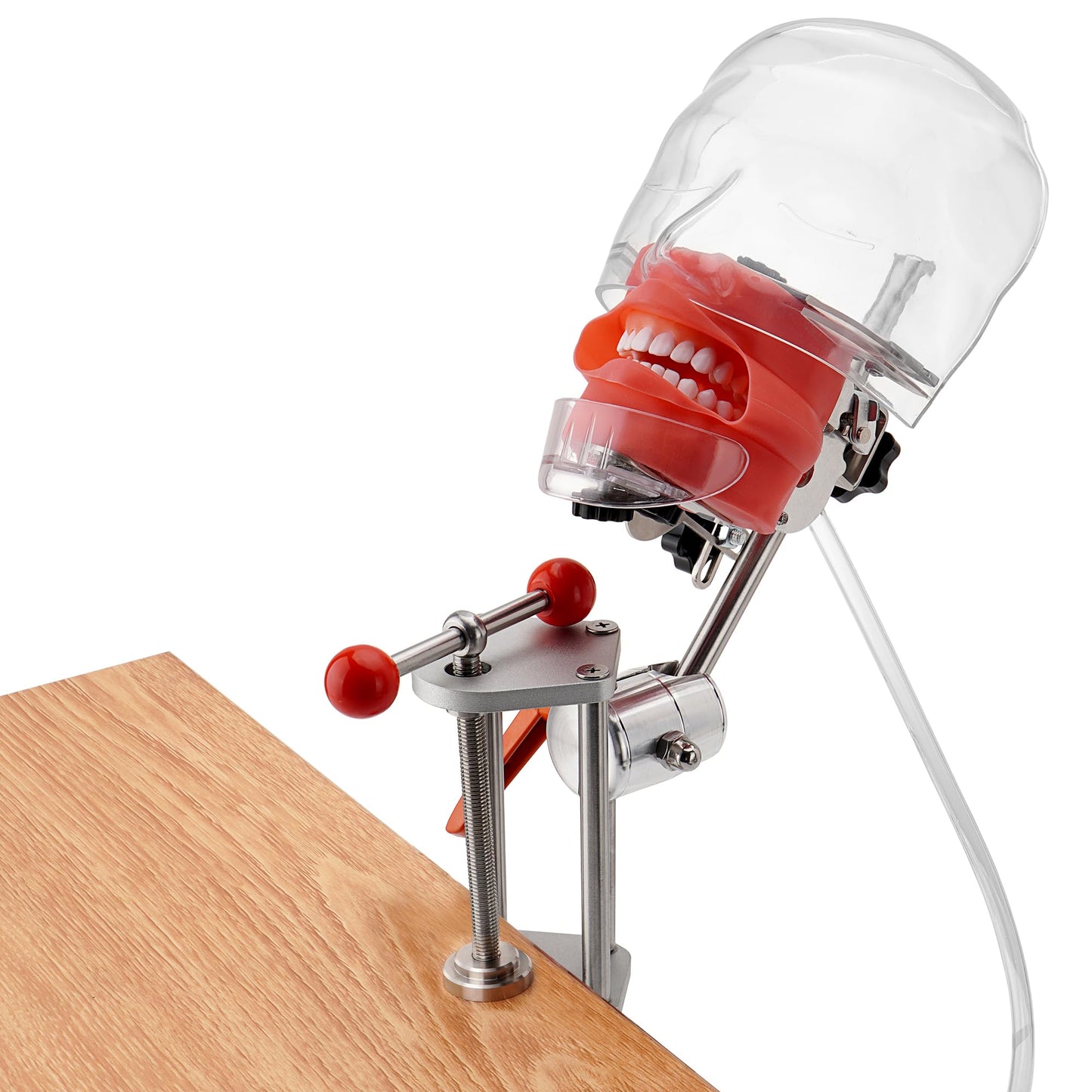 4E 4E's USA Dental Bench-Mounted Training Manikin (28 Teeth): Phantom Head Model with Desk Clamp, Head Base, Facemask & Drainage Tube, Ideal for Demonstration & Education