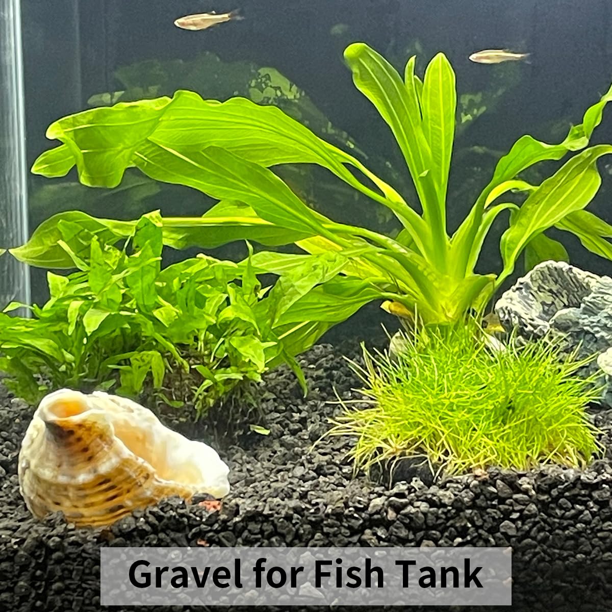 FANTIAN 10LB Black Pea Gravel for Landscaping, 3/8 Inch Black Pebbles for Plants Cactus Succulent Fish Tank and Garden Black Stones
