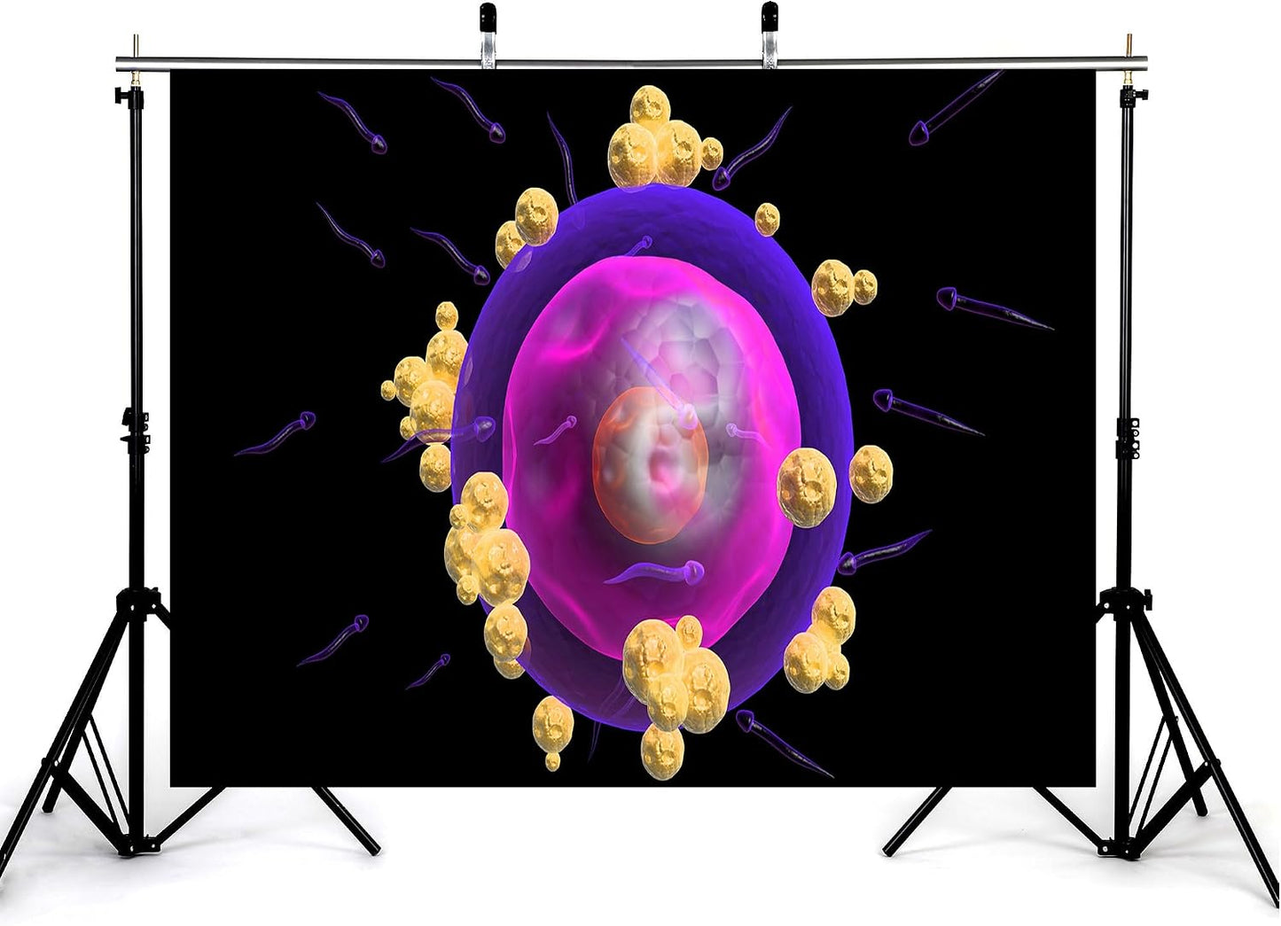 KeyWork 8x5ft Human Egg Cell Fertilization Backdrop Reproductive Science Photography Background for Health Fair
