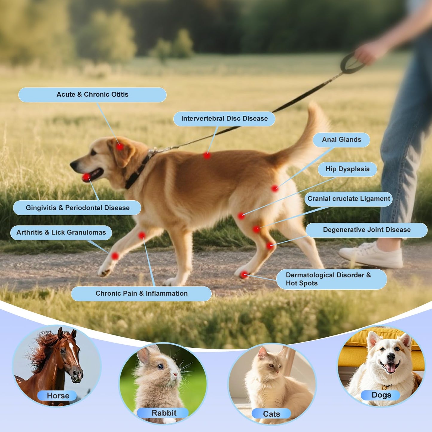 pinfriy 10*650nm 5*808nm LLLT Cold Laser Therapy Device for Human/Vet, Gentle Low-Level Laser Therapy Machine, 10Hz Pulsed Near Infrared Light Therapy Treatment for Joints Muscles Pain Relief, Blue