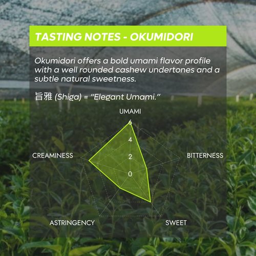 Chazoku Okumidori Matcha Green Tea Powder - Ceremonial Grade, First Harvest | 35g Tin - Authentic Japanese Flavor
