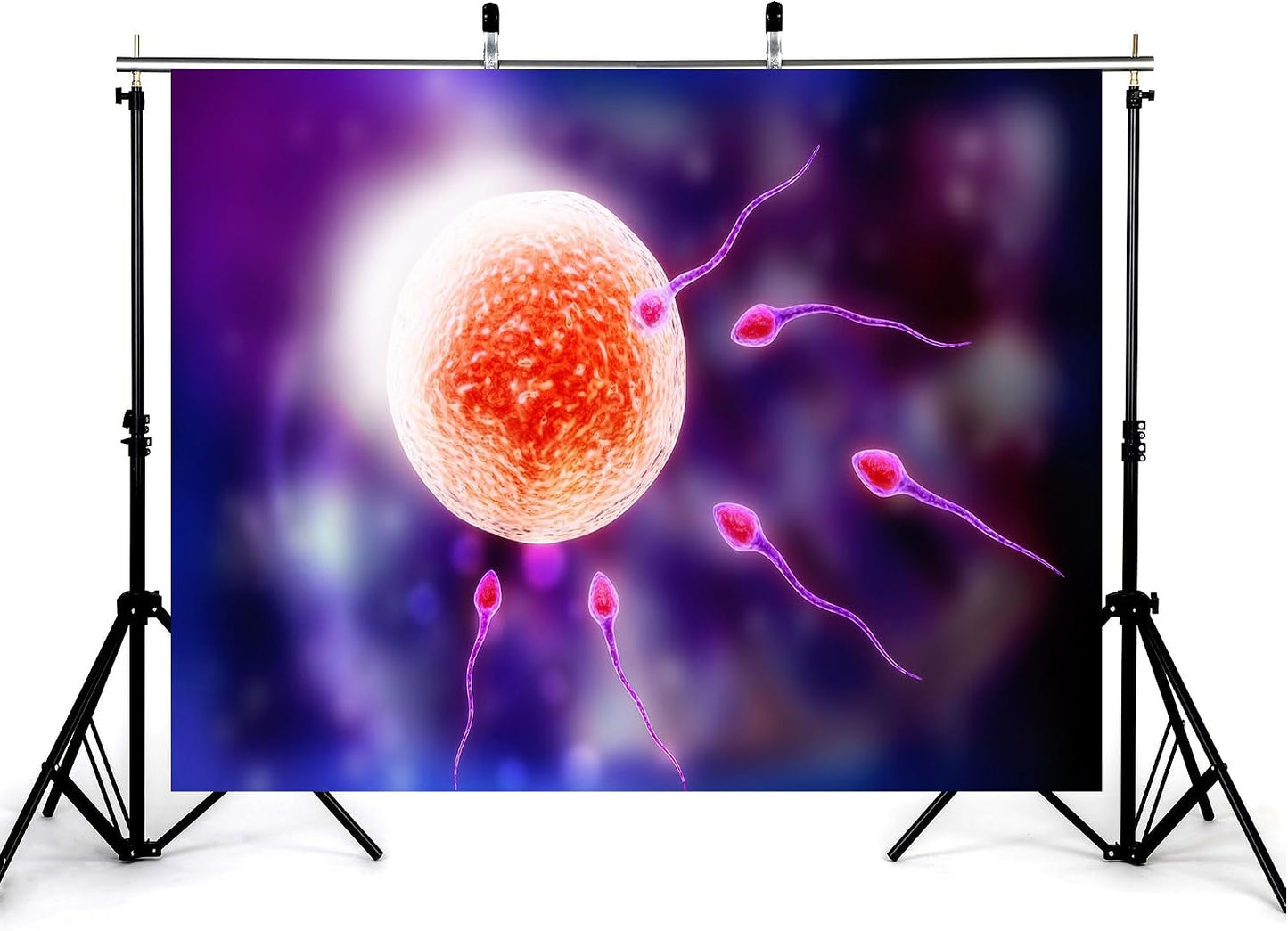 KeyWork 6x6ft Human Fertilization Illustration Backdrop Reproductive Science Photography Background for Health Fair