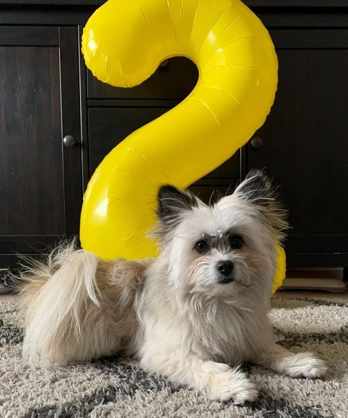 2 Numbers Balloon - 40 Inch Yellow Birthday Decor | Perfect for 2nd, 12th, 21st Parties & Celebrations