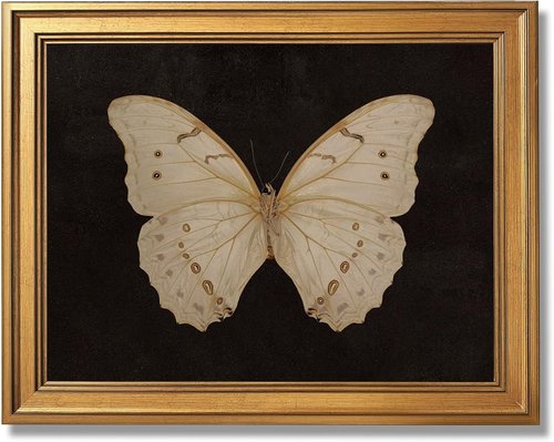 Gold Framed Vintage Butterfly Canvas Print - Elegant Nature Wall Art for Living Room | 12x16 Inch