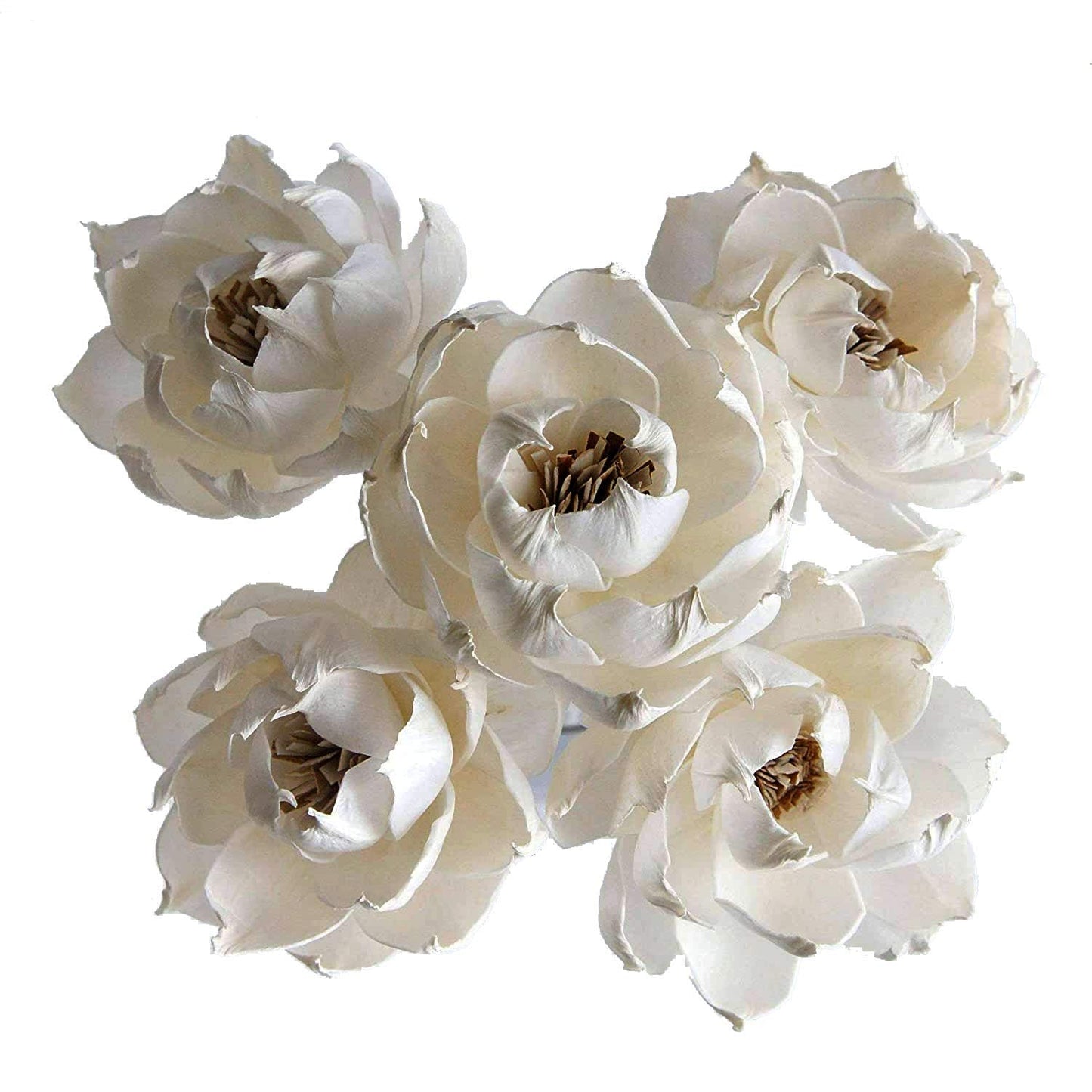 plawanature 5 Peony Auguste Dessert Flower 3" Sola Flower Reed Diffuser for Home Fragrance