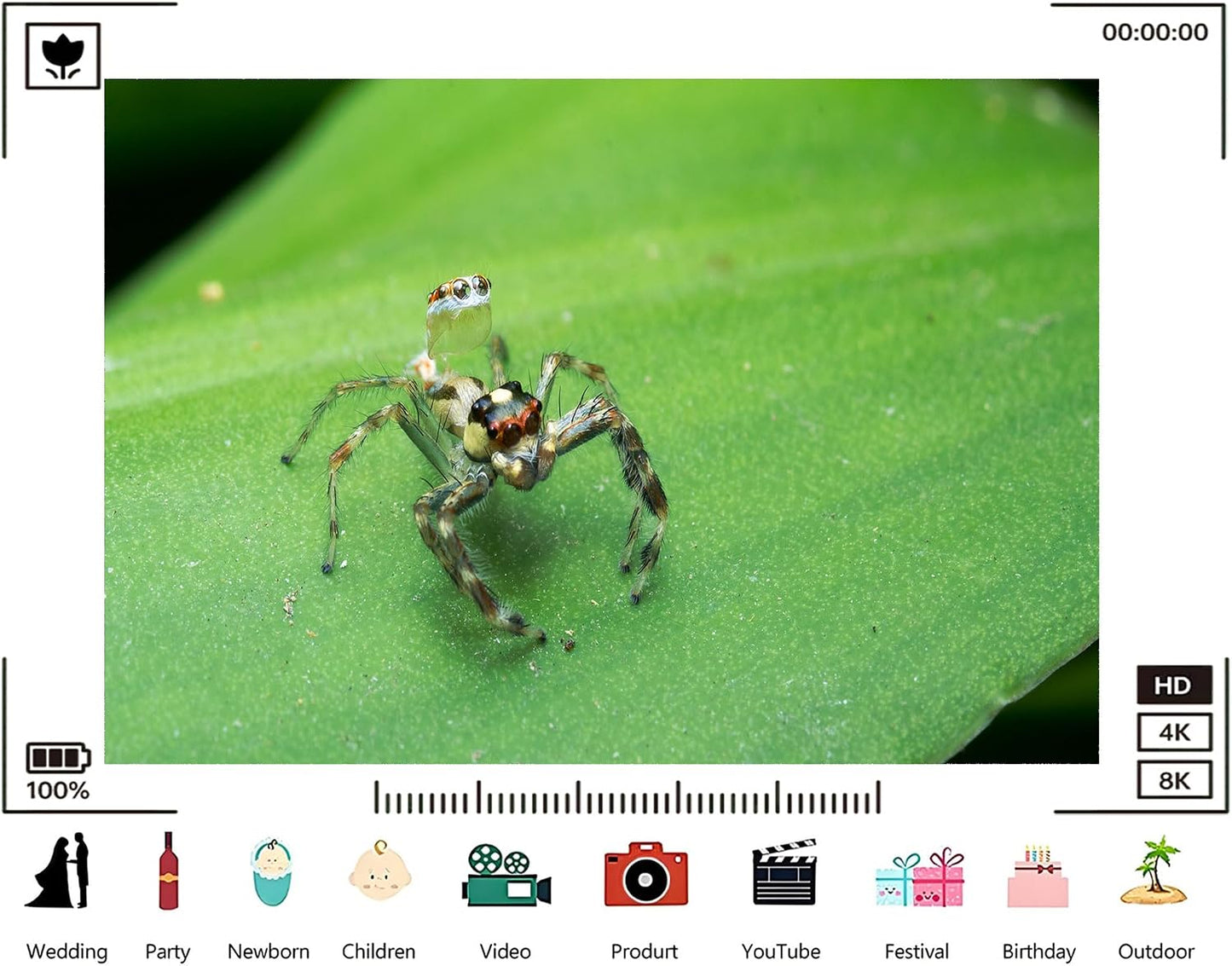 TryKid 9x6ft Jumping Spider Leaf Backdrop Macro Insect Green Plant Photography Background Science Education Nature
