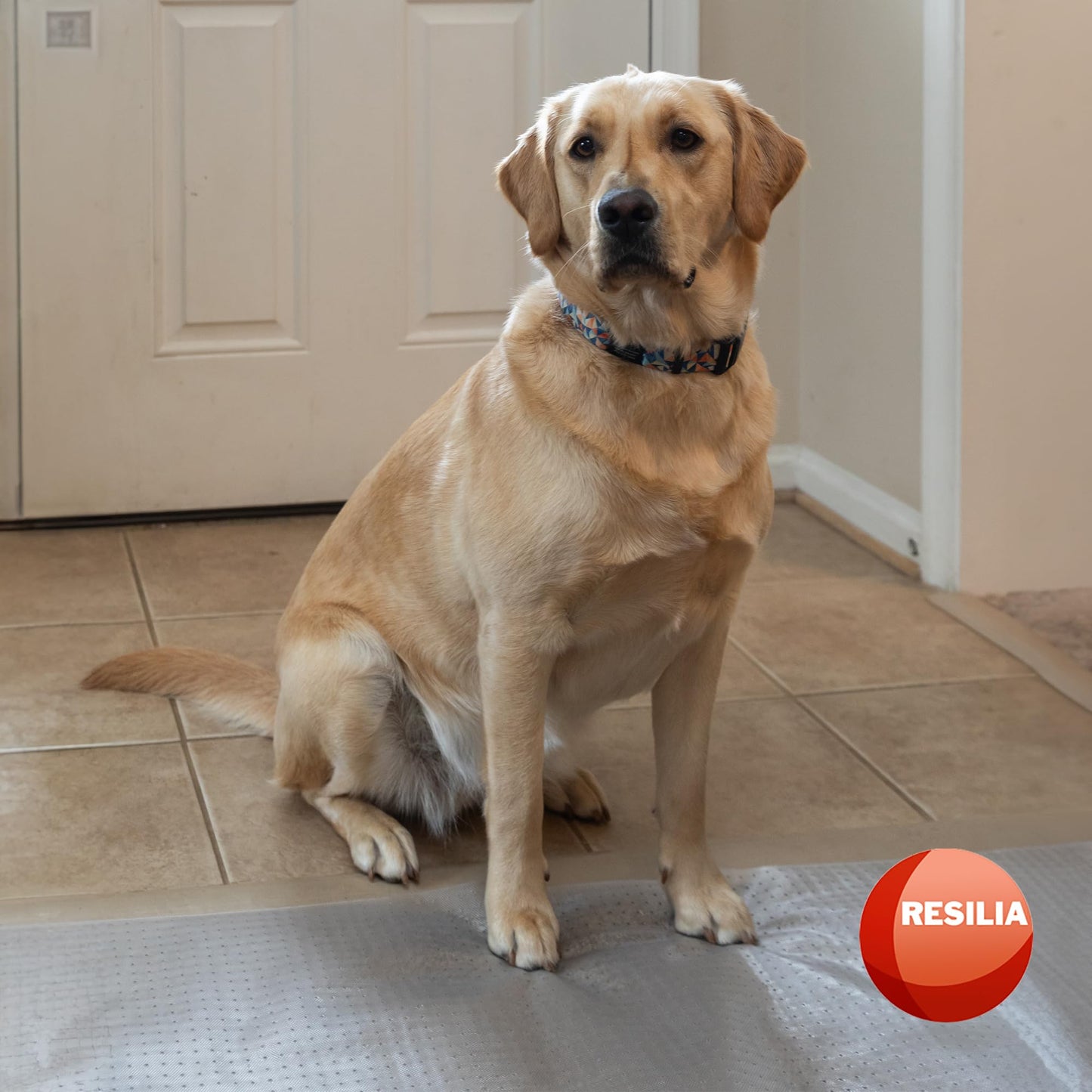 Pet Carpet Protector - Doorway Damage Deterrent and Scratch-Stopper for Cats, Dogs, and Pets, Heavy-Duty PVC Runner, Cut to Fit, Clear, 30 Inches x 48 Inches, Made in The USA