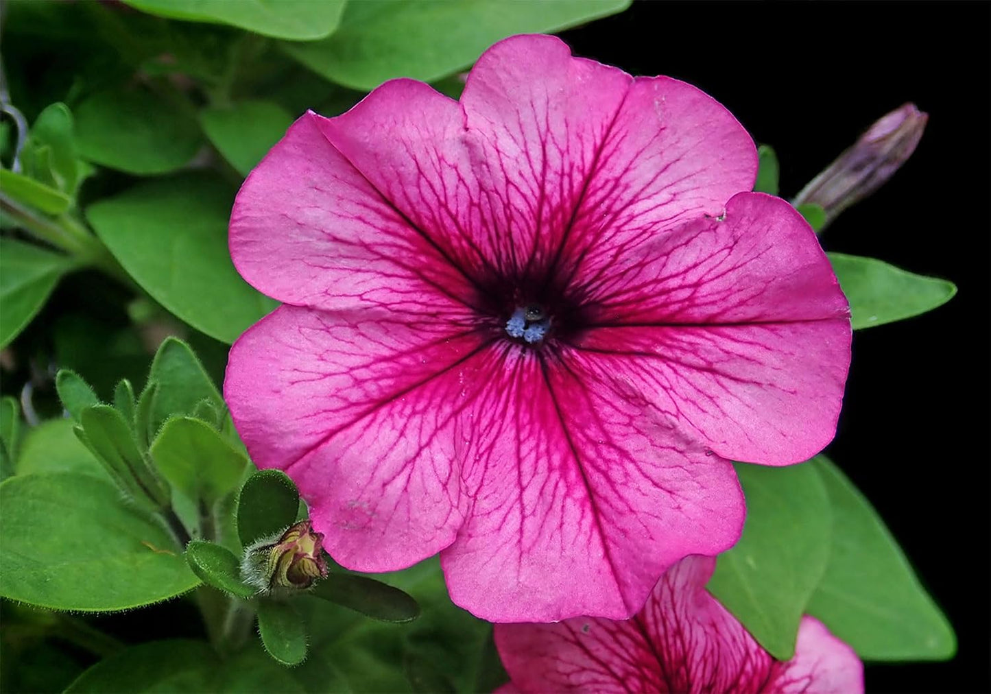 SHDASMIL 10X8ft Fabric Pink Petunia Flower Backdrop Magenta Bloom Garden Background Spring Floral Party Decorations