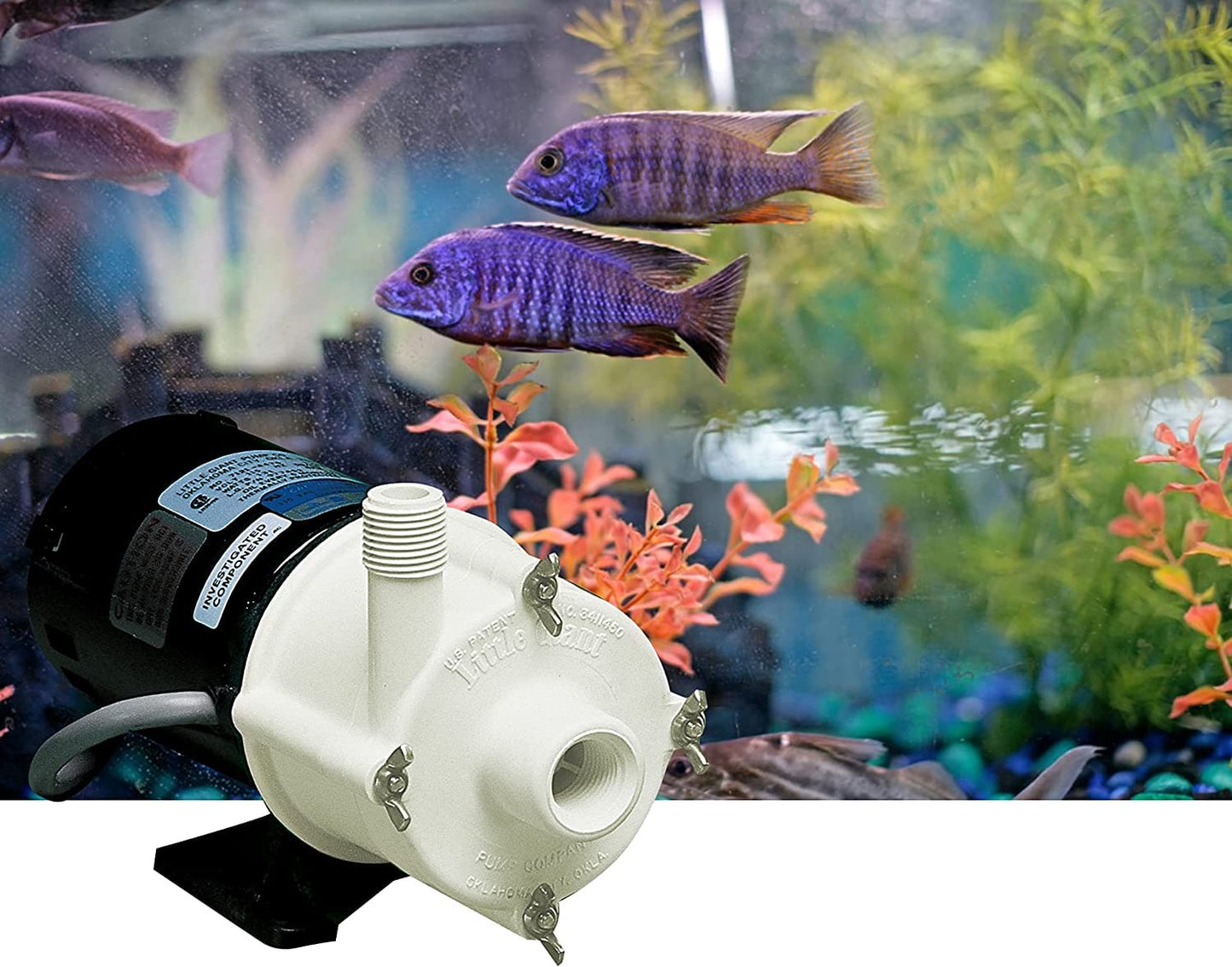 Little Giant 2-MDQX-SC 115-Volt, 1/30 HP, 640 GPH Magnetic Drive Aquarium Pump, 6-Ft. Cord, Black/White, 580507