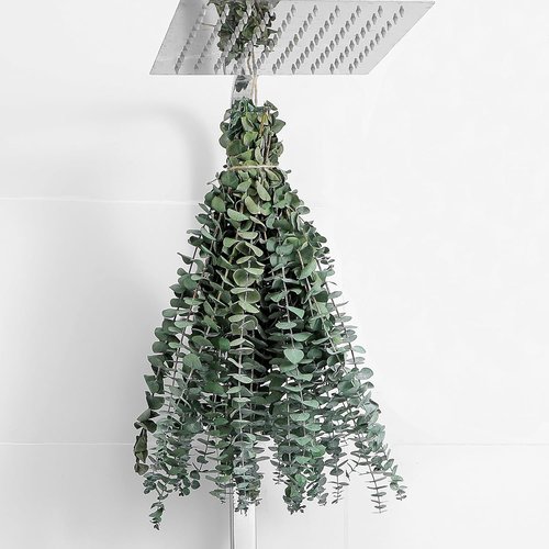 Eucalyptus | 10 Pcs Dried Eucalyptus Stems - 17" Real Fresh Leaves for Wedding & Home Decor