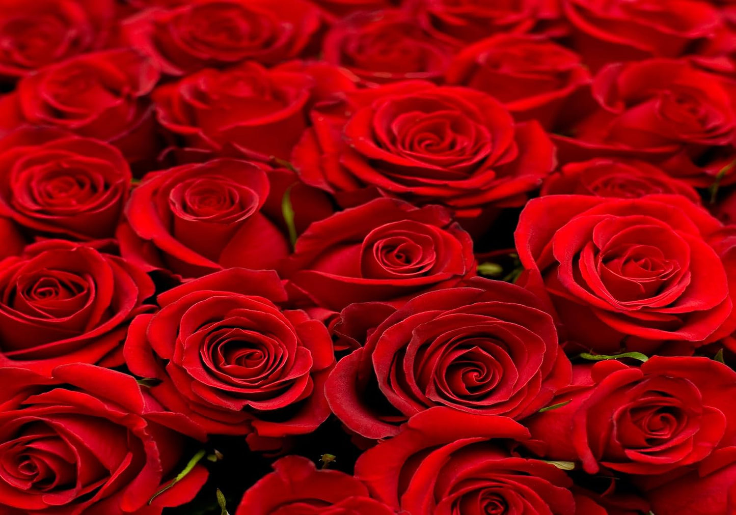 SHDASMIL 9X6ft Bright Red Roses Close Up Backdrop Fresh Floral Bouquet Background for Valentines Day Wedding Party