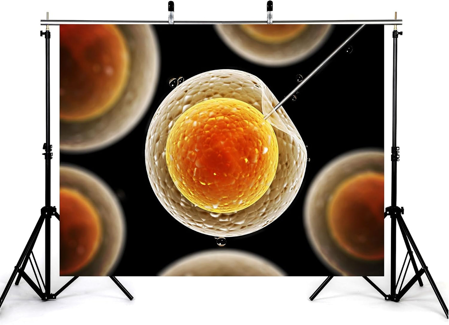 KeyWork 9x6ft Egg Cell Fertilization Backdrop Reproductive Medical Photography Background for Science Fair Health Event