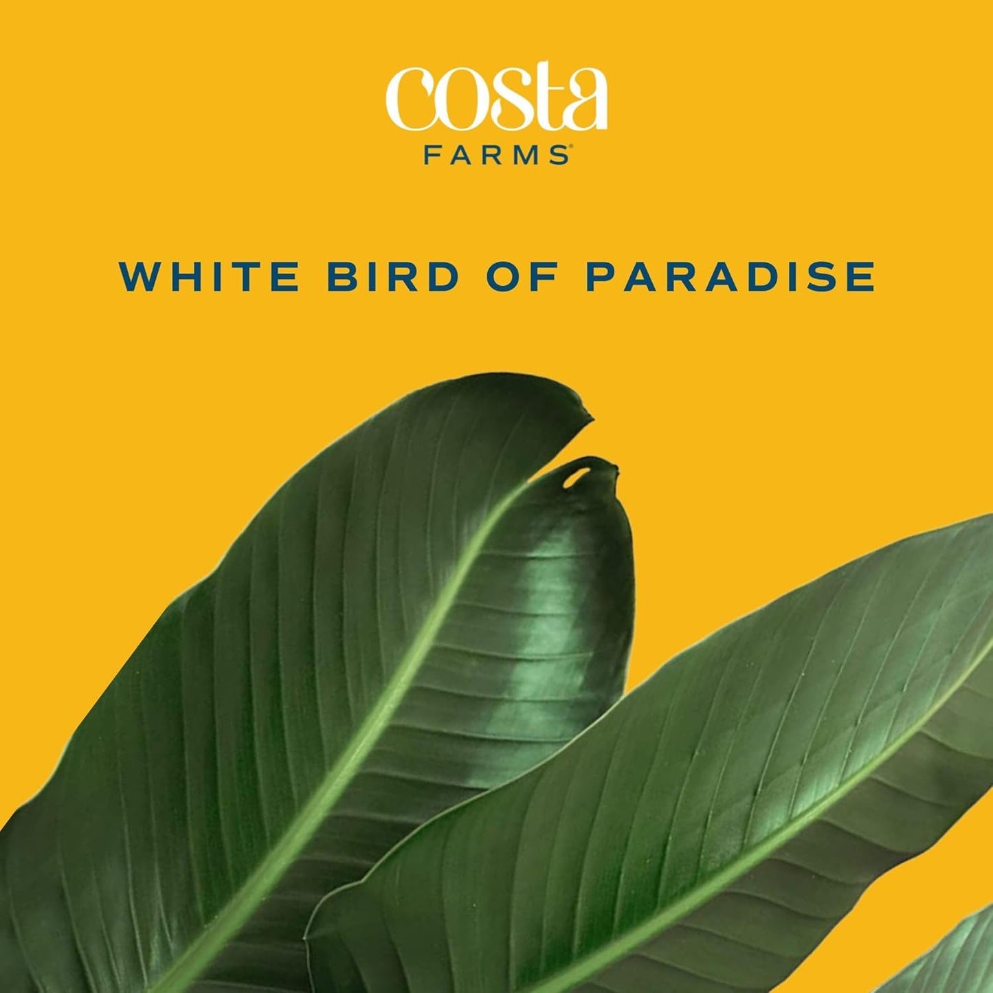 2-3 Costa Farms White Bird of Paradise Live Plant in Decorative Pot, Large Indoor Houseplant, Perfect for Home, Room