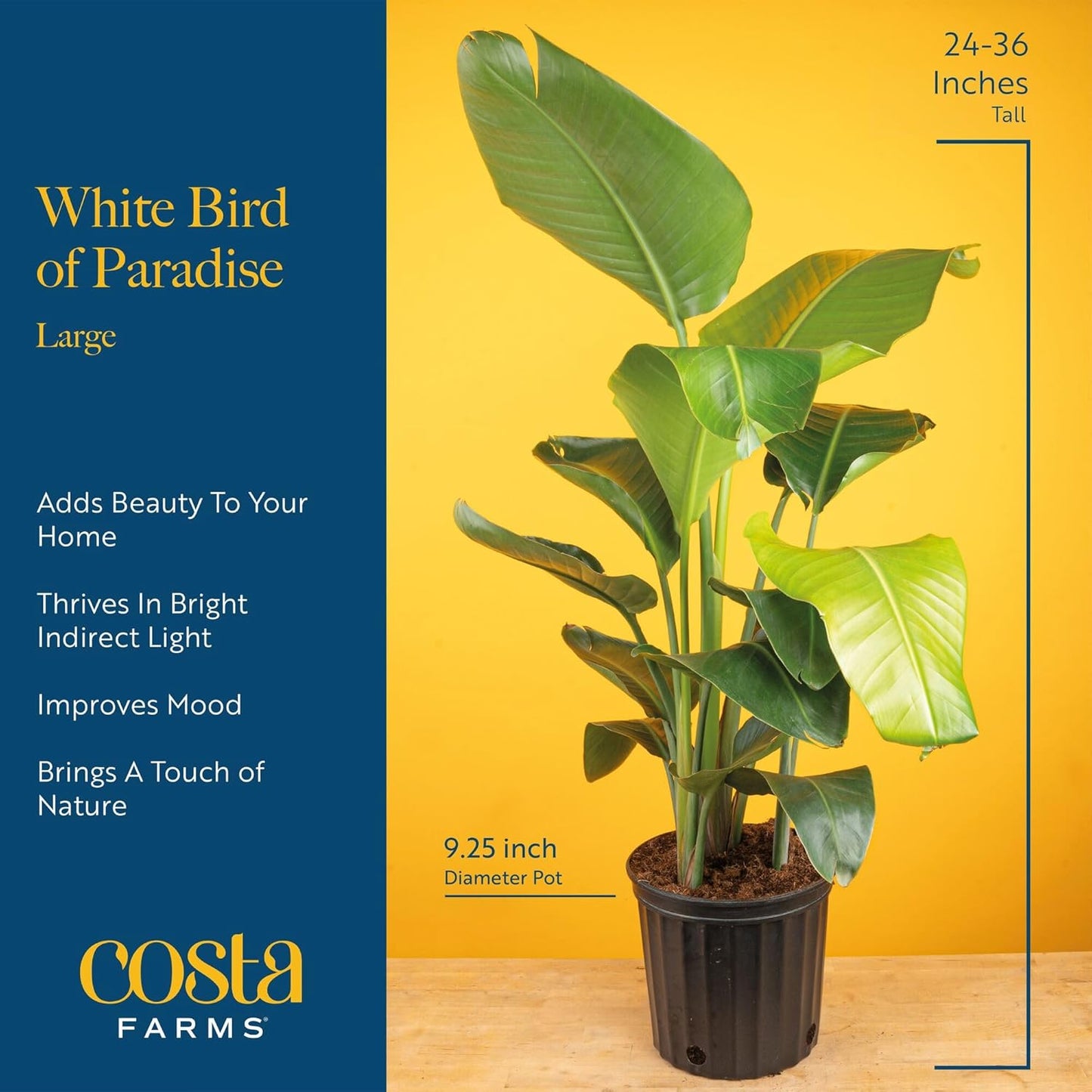 2-3 Costa Farms White Bird of Paradise Live Plant in Decorative Pot, Large Indoor Houseplant, Perfect for Home, Room