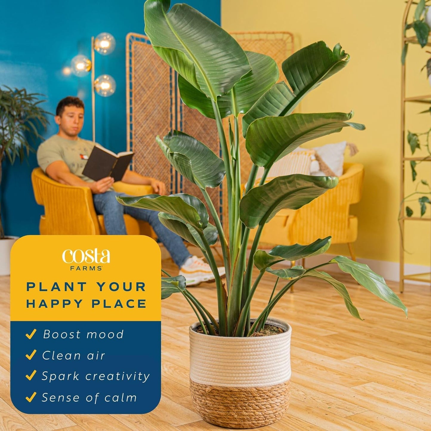 2-3 Costa Farms White Bird of Paradise Live Plant in Decorative Pot, Large Indoor Houseplant, Perfect for Home, Room