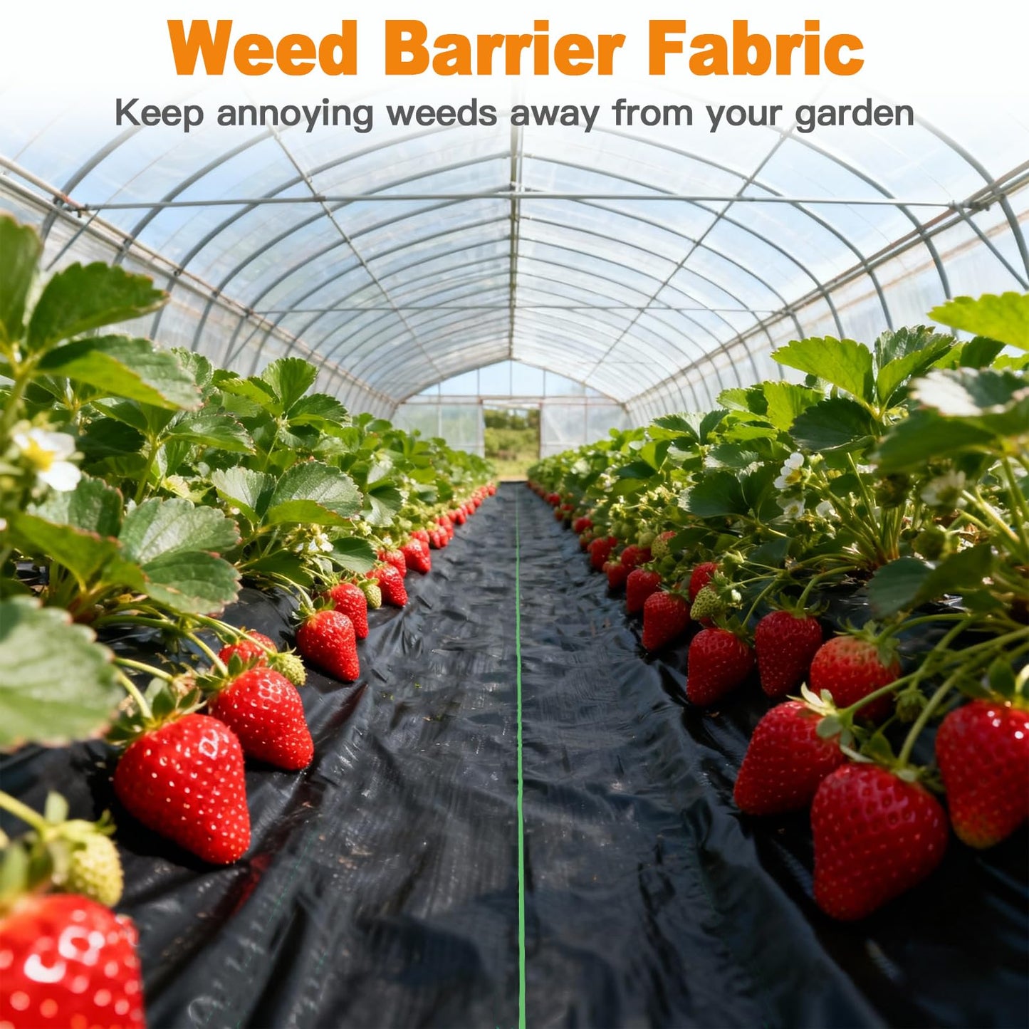 AMAGABELI GARDEN & HOME 4x50FT Weed Barrier Landscape Fabric Garden Cloth Heavy Duty Weed Control Blocker Mat Gardening Ground Cover Durable Woven Geotextile Fabric Driveway Underlayment