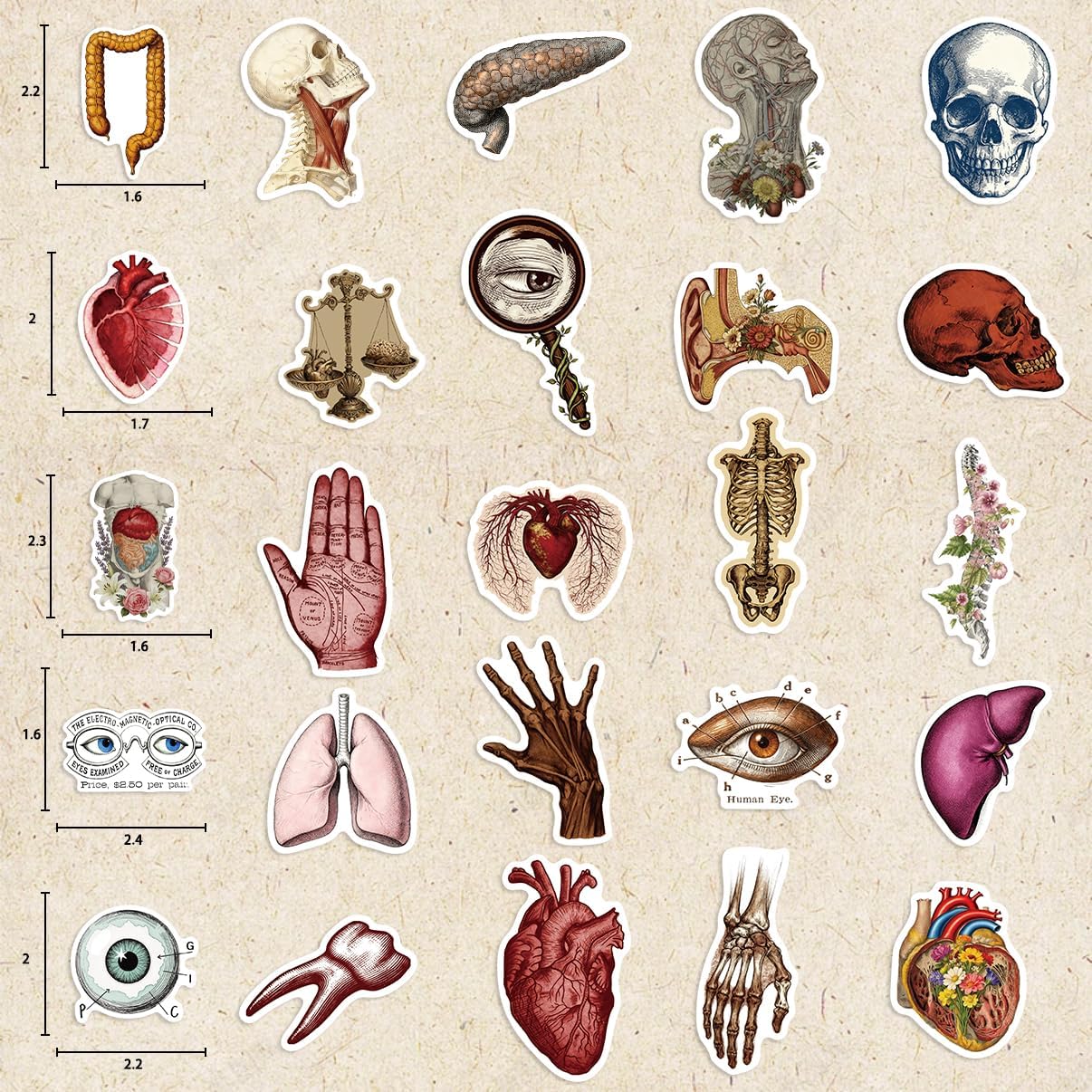 LOOAEFX 50PCS Pack, Vintage Anatomy Stickers - Medical Student Gift Biology Human Body Organ Vinyl Waterproof Decals