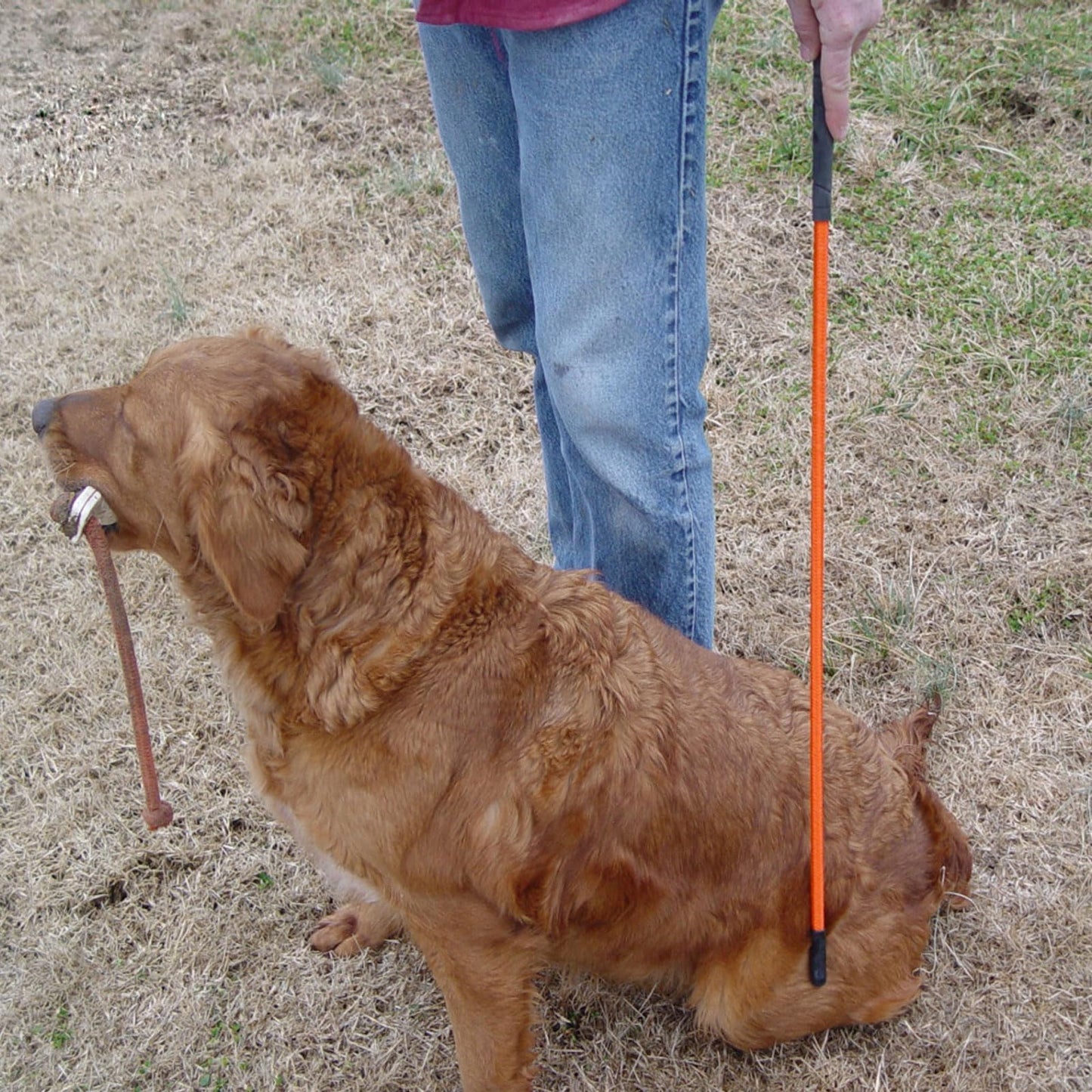 Avery Trainer's Heeling Stick for Dogs | 36" Flexible Fiberglass Obedience Rod with Non-Slip Grip Handle & Wrist Strap | High Visibility Training Tool for Gundogs & Retrievers