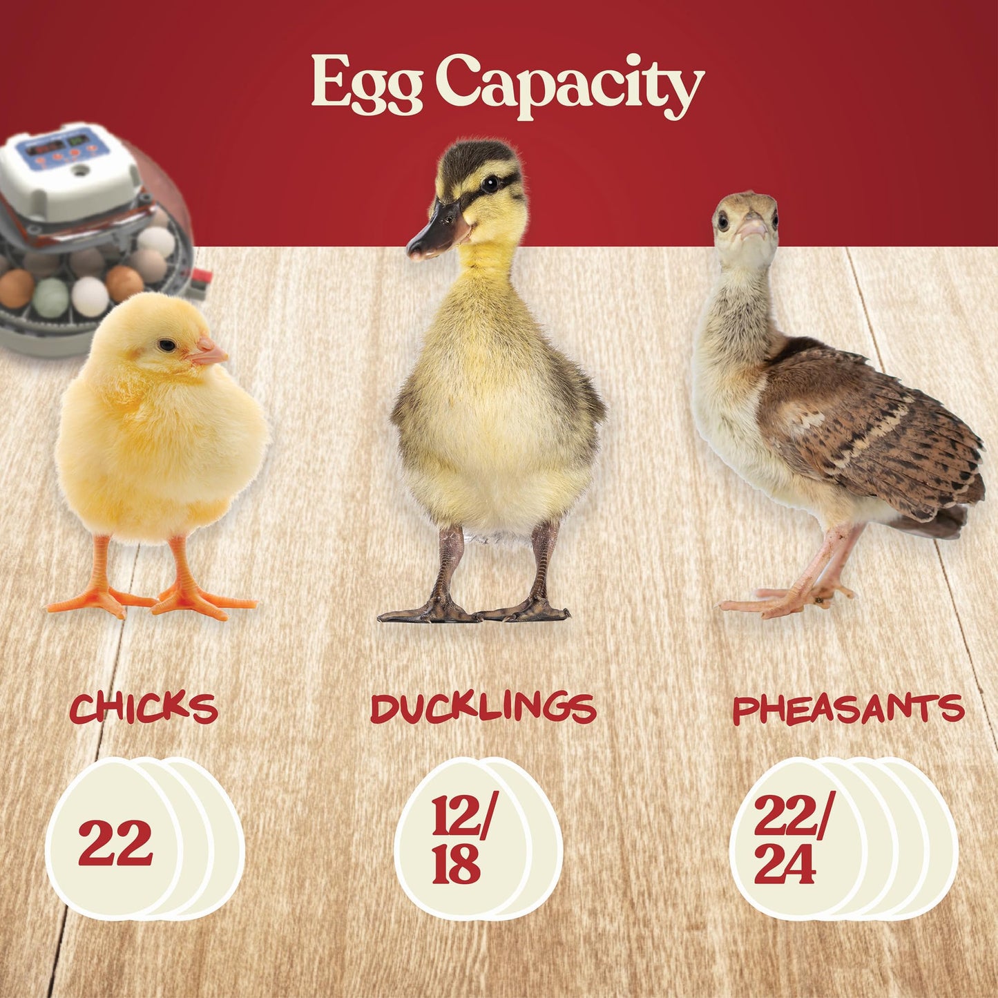 Harris Farms Nurture Right Egg Incubator for Hatching Chicks, Holds 12-22 Eggs, Automatic Turner with Temperature and Humidity Control, 360 Degree View with Clear Window, Incubator for Hatching Eggs