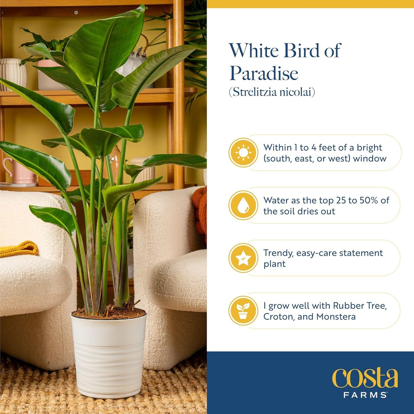2-3 Costa Farms White Bird of Paradise Live Plant in Decorative Pot, Large Indoor Houseplant, Perfect for Home, Room
