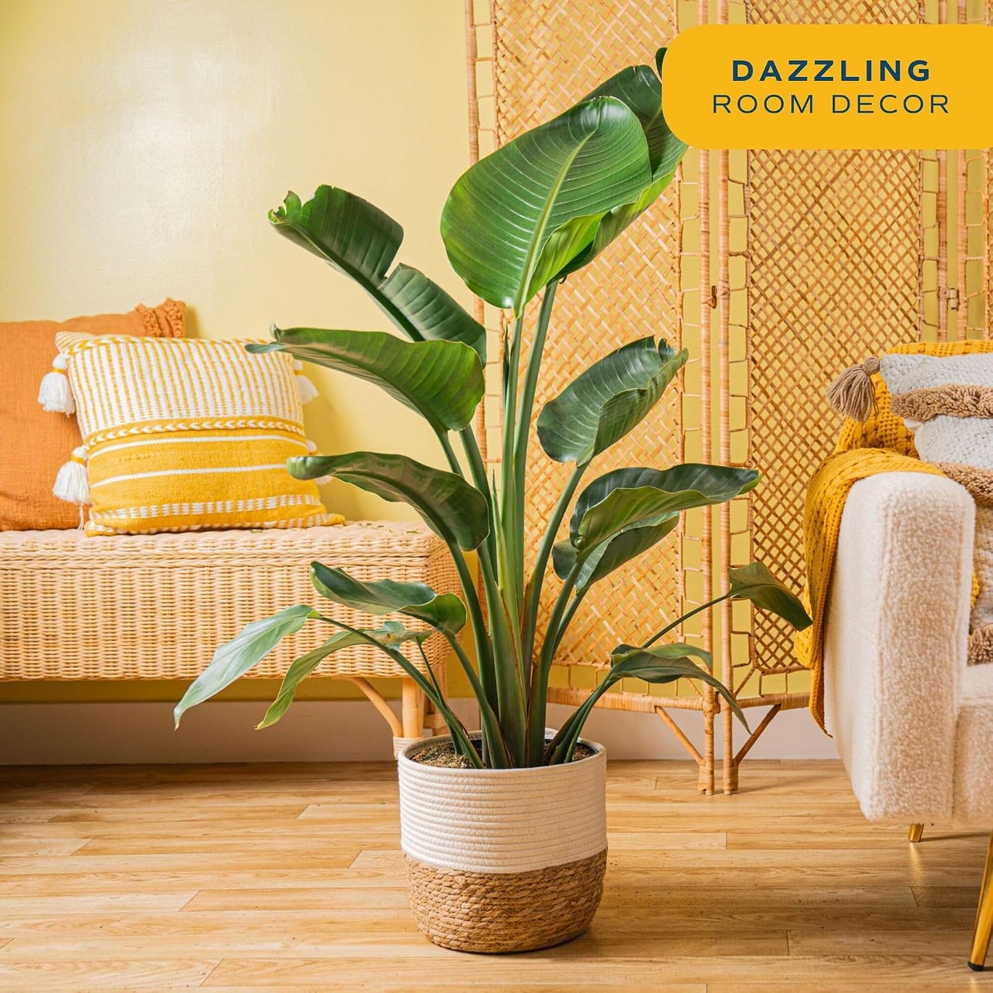 2-3 Costa Farms White Bird of Paradise Live Plant in Decorative Pot, Large Indoor Houseplant, Perfect for Home, Room