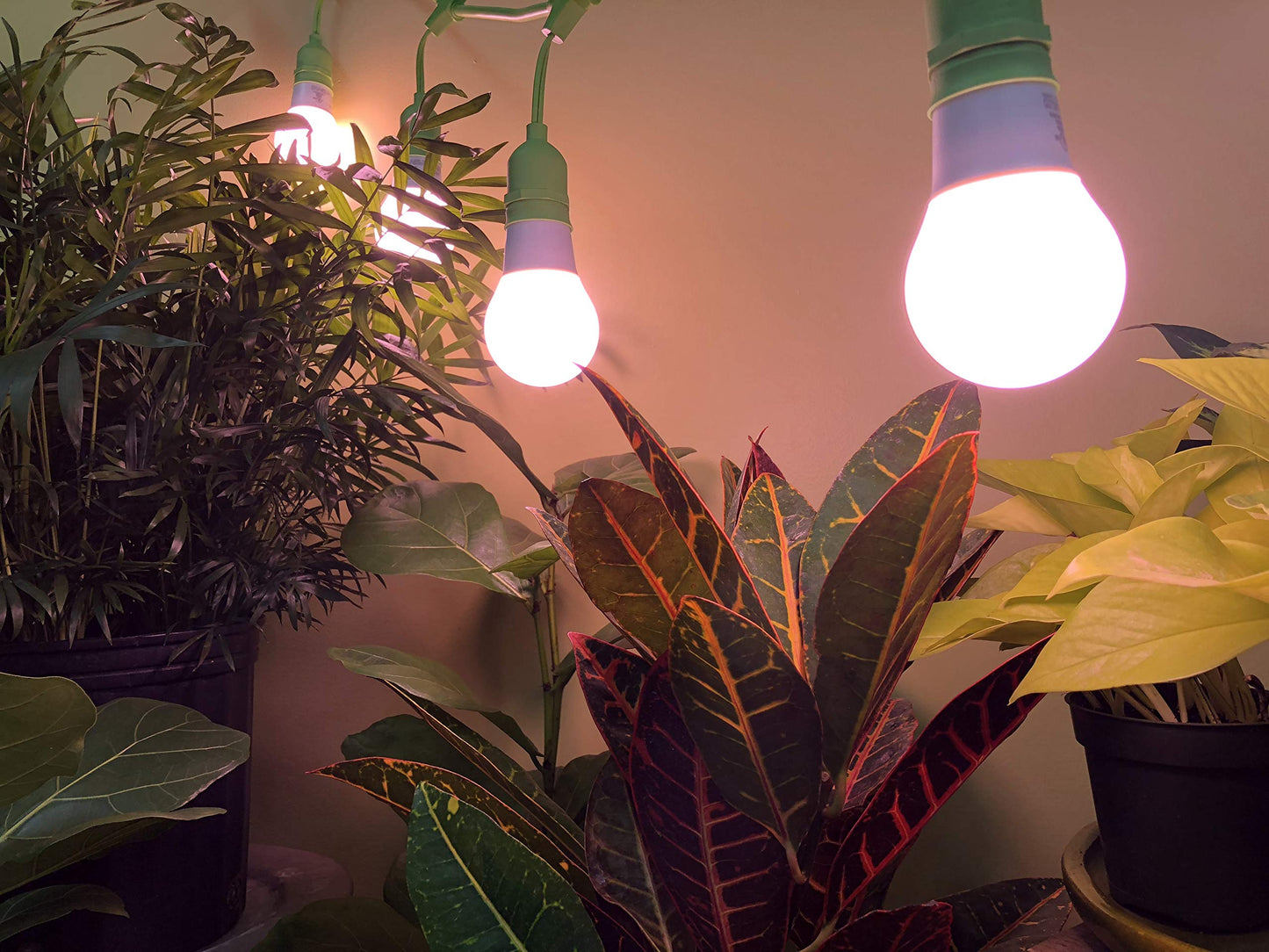 Miracle LED Greenhouse in a Box Grow Kit for Indoor Plants - Includes 4 Red Spectrum Flowering Multi-Plant Wide Beam Grow Light Bulbs & One 4-Socket Corded Light Fixture (4-Pack - 4 Strings, 16 Bulb)