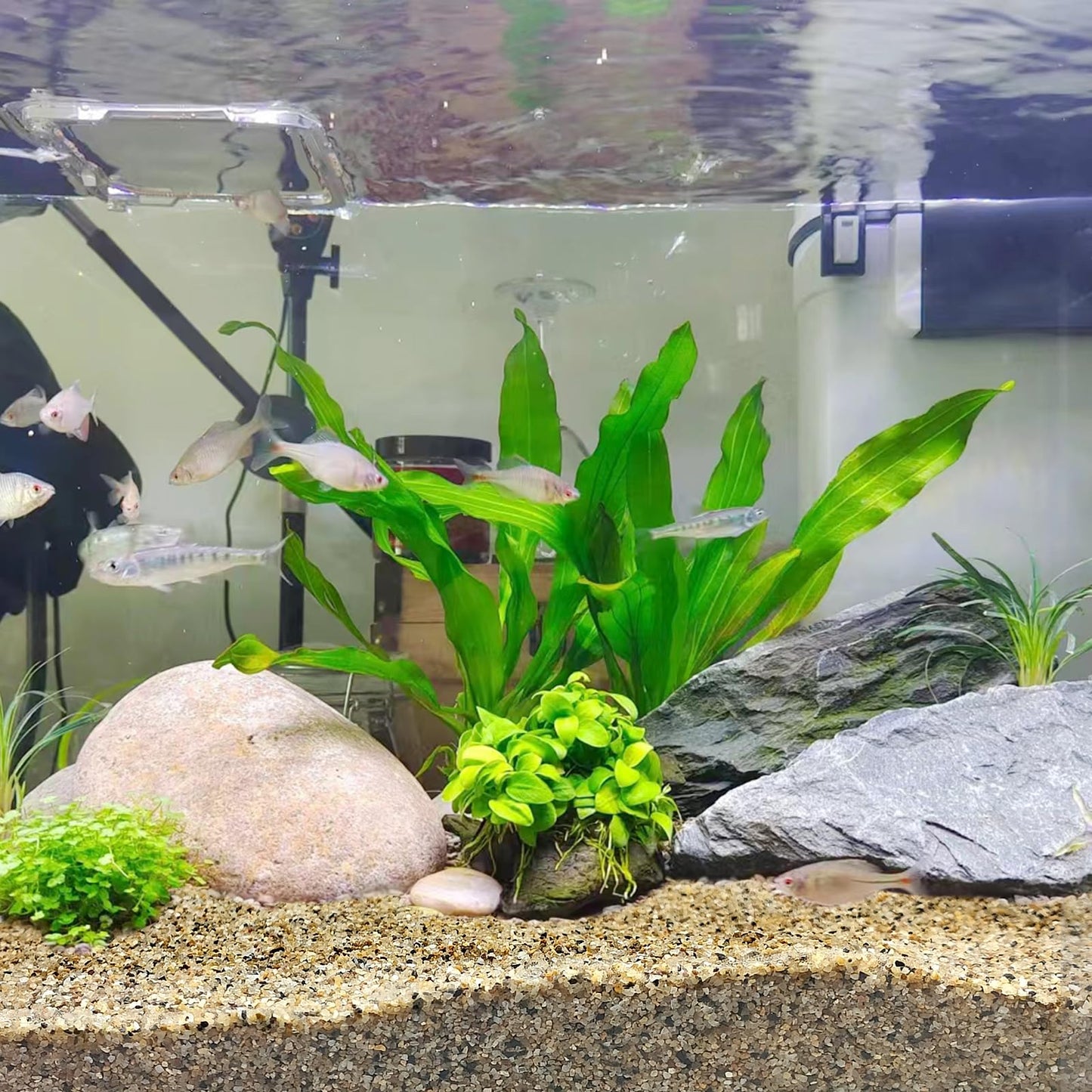 FANTIAN 40 lbs Aquarium Sand. 1/16 Inch Fish Tank Coarse Sand Pea Gravel for Aquarium, Terrariums, Vase Filler, Plant, Soil Drainage and Outdoor Gardens, Landscaping