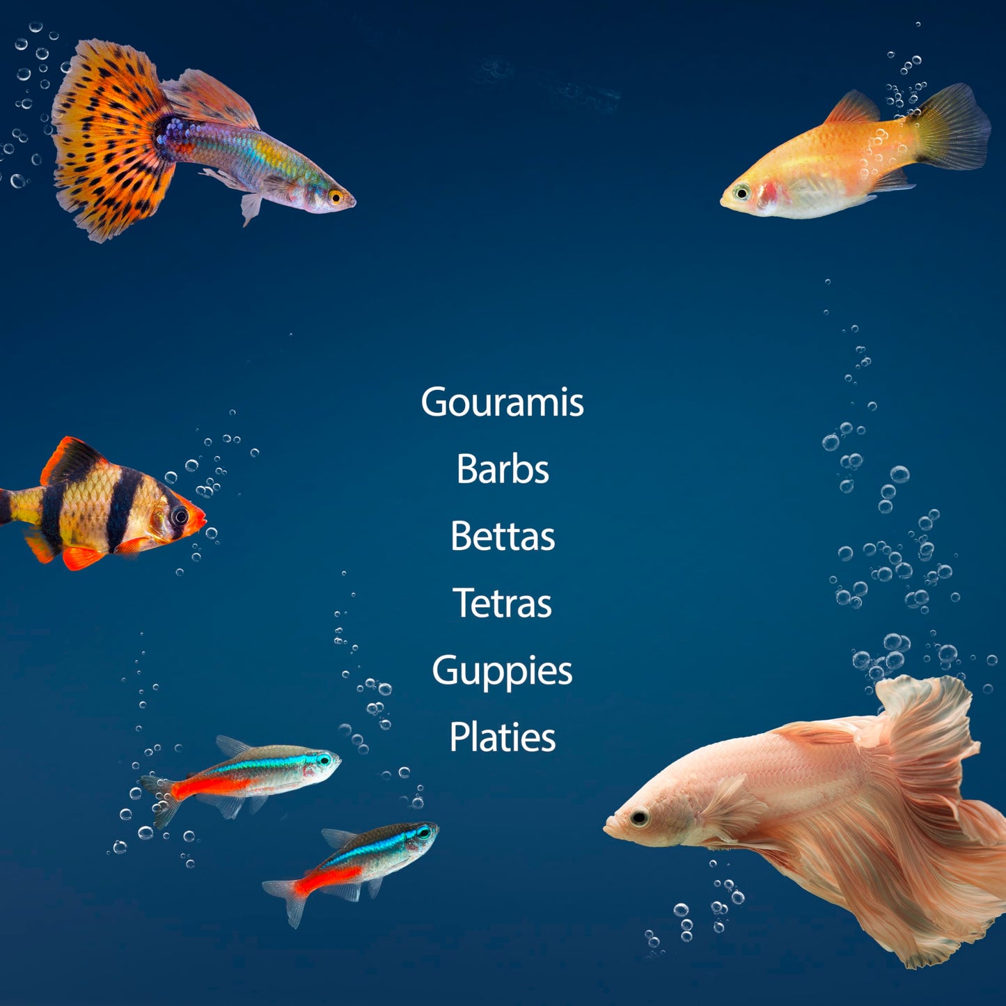 Aqueon Aquarium Starter Kit with Smart Clean Filtration and LED Lighting, Freshwater and Saltwater Fish, 20-Gallon