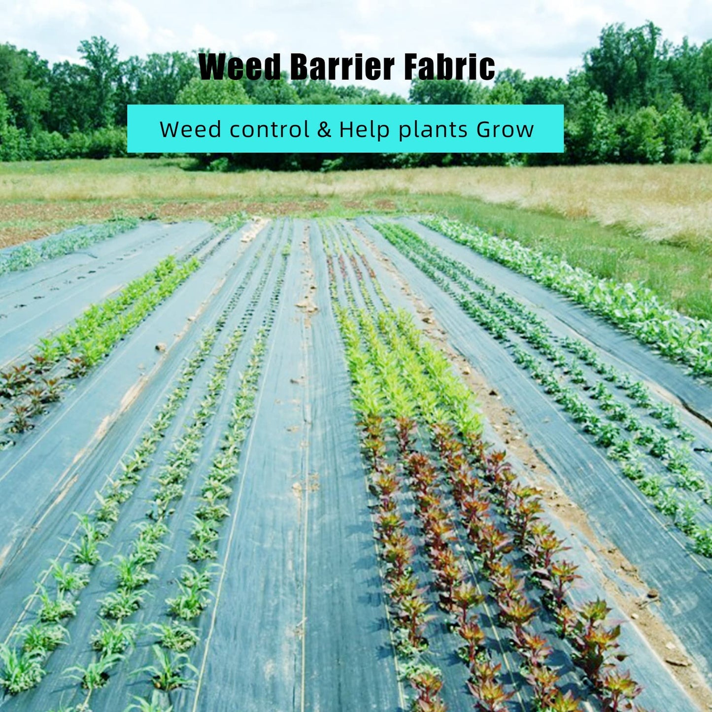 ExploreHorizon 6.5ft X 300ft Weed Barrier Landscape Fabric Heavy Duty, Premium 3.0 oz Ground Cover Weed Block Gardening Mat, Easy Setup & Superior Weed Control, for Erosion Control, Weed Barrier