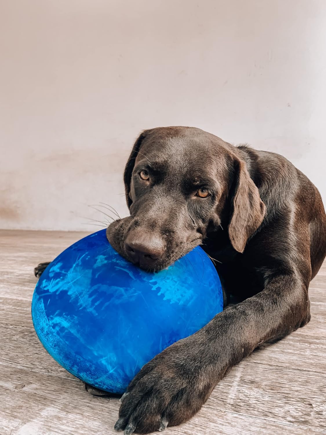 Ultra Durable Rubber Flying Disc Dog Toy for Aggressive Chewers – Heavy Duty Natural Rubber Frisbee for Large Dogs – Interactive Fetch & Tug Toy – Safe Lightweight Outdoor Training Disc – Blue