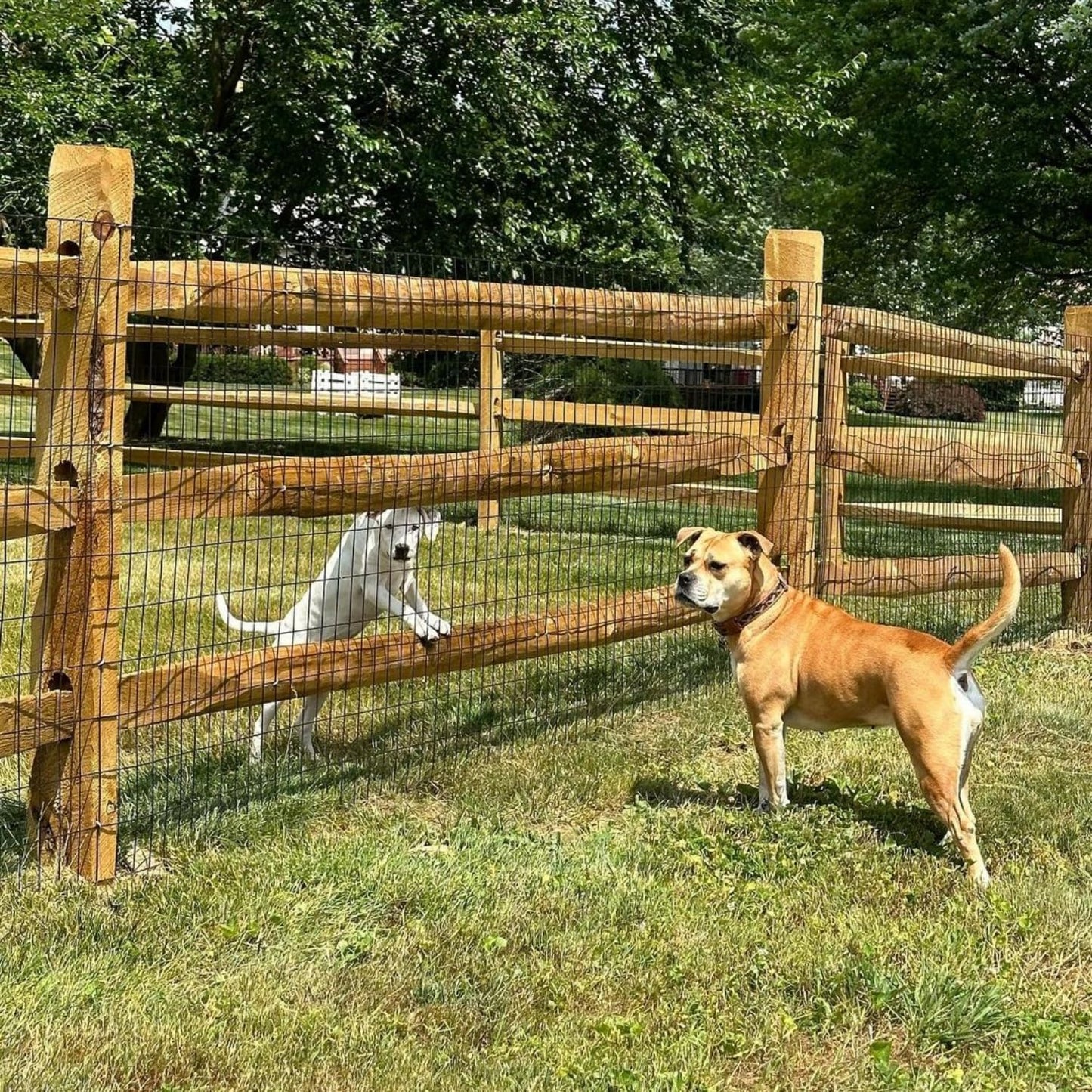 SOTTORICH Garden Fence 48in x 100ft, 2 x 3 Inch 16GA, Chicken Wire Mesh Garden Border Fencing Roll Vinyl Coating Metal Wire Mesh Hardware Cloth for Yard Vegetable Plant Protection Poultry Netting