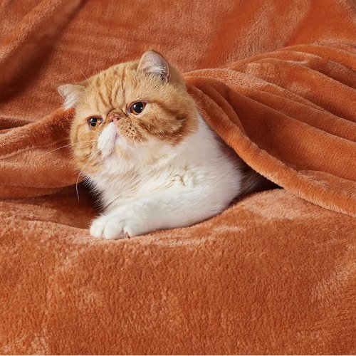 Bedsure GentleSoft Fleece Blanket - Queen Size 280GSM Plush, Lightweight & Cozy for Bed, Sofa, Travel