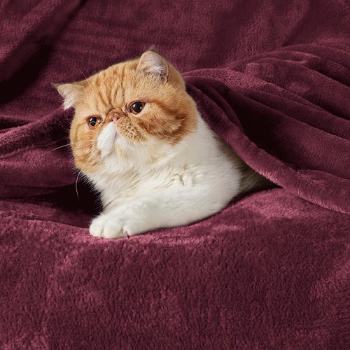 Bedsure GentleSoft Fleece Blanket - Cozy Red Burgundy Queen Size Plush Microfiber, 90x90 Inches