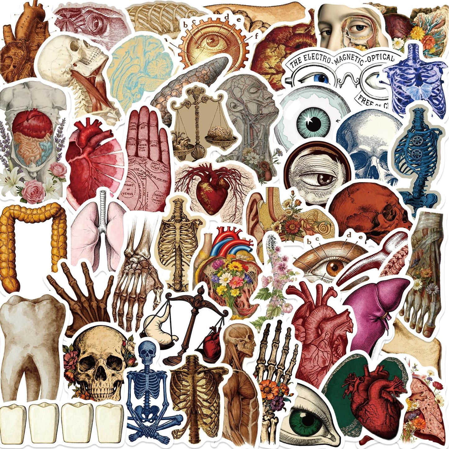 LOOAEFX 50PCS Pack, Vintage Anatomy Stickers - Medical Student Gift Biology Human Body Organ Vinyl Waterproof Decals