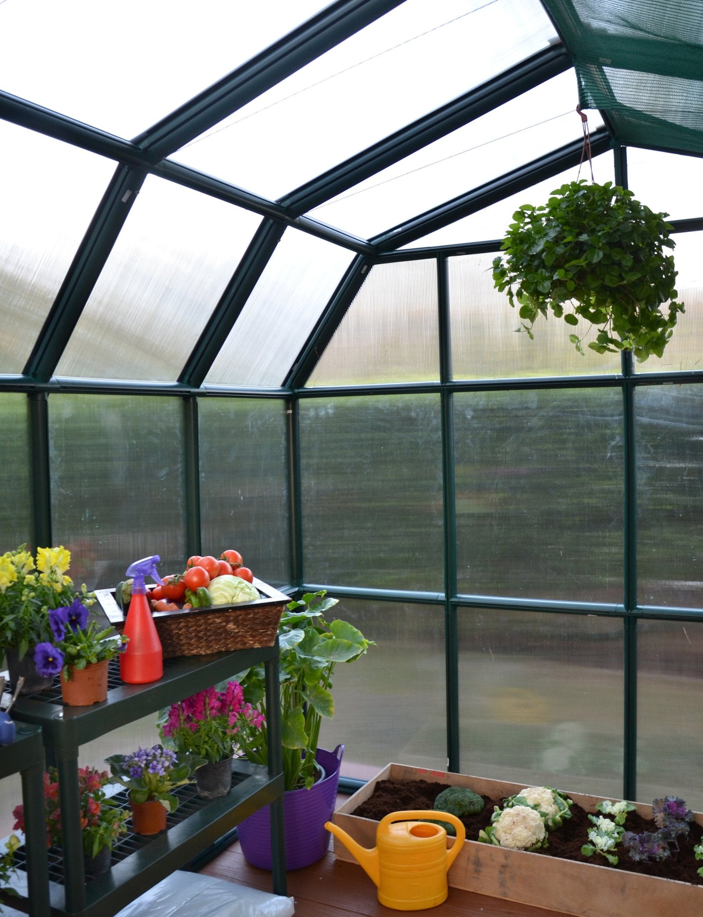 Palram - Canopia Rion Grand Gardener 2 | 8 Ft. x 12 Ft. Greenhouse, Large Clear Twin Wall Polycarbonate Heavy Duty Green House DIY Kit for Garden, Plants, Walk-In for Outdoors with Window Vent (Green)