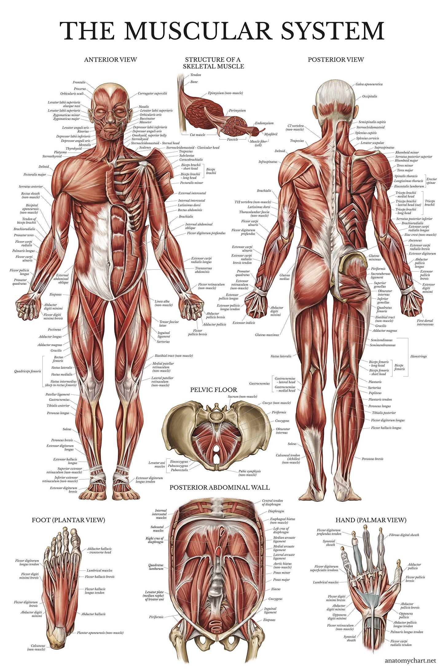 2 Pack Stretching Exercises and Muscular System Anatomy Poster Set - Laminated 2 Chart Set - Stretching Workout Routine & Muscle Anatomy Diagram [DARK] (LAMINATED, 18” x 24”)