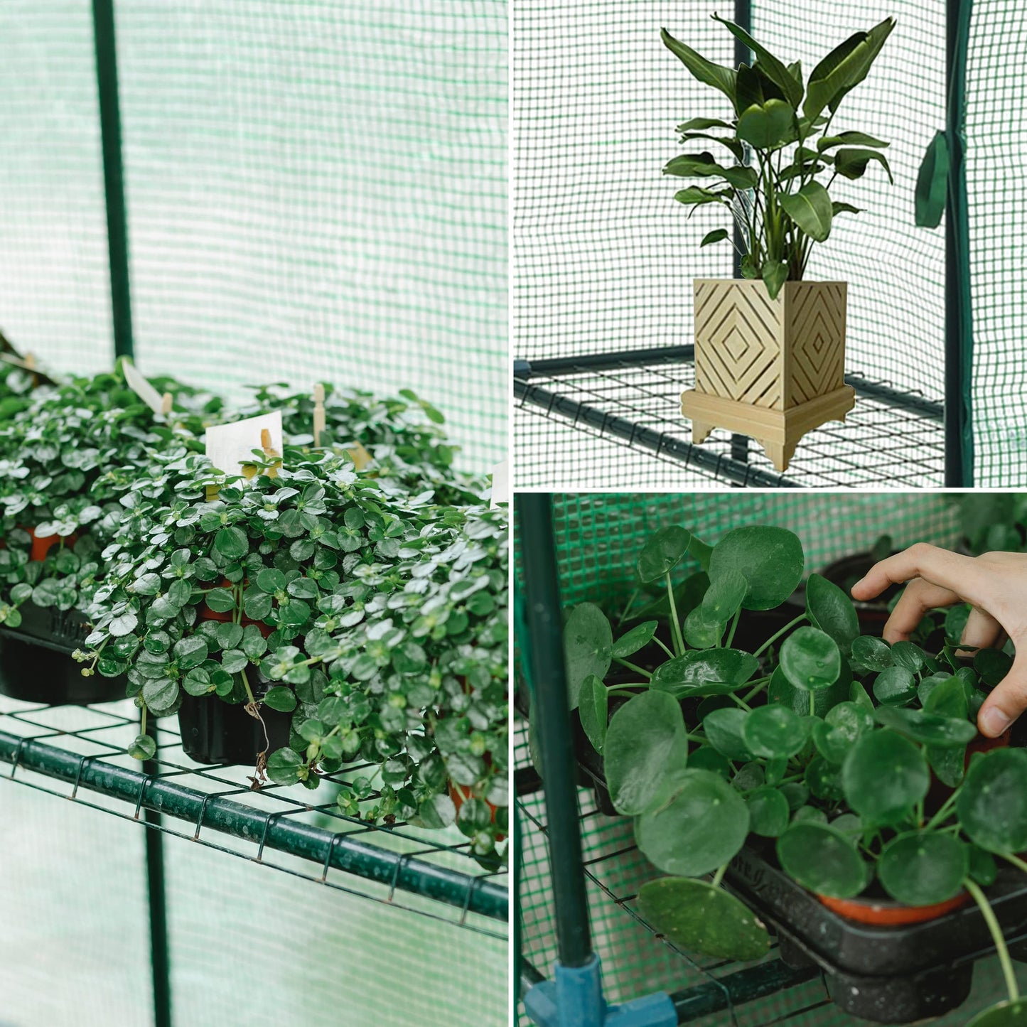 SUNGIFT Walk-in Greenhouse for Outdoors, 57x61x80 Inch Large Greenhouse, 3 Tiers 10 Shelves Mini Green House Kit with Observation Windows Roll-up Door Zipper, Plant Garden Hot House for Herbs, Flowers
