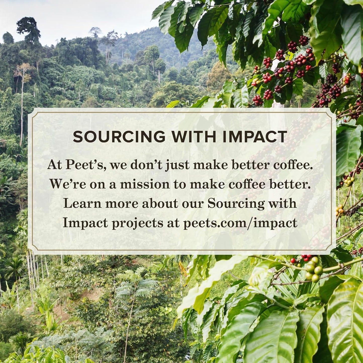 Peet's Coffee Ultra Coffee Concentrate - Instant Hot, Cold Brew or Iced Coffee, 100% Arabica, 8 Fl Oz