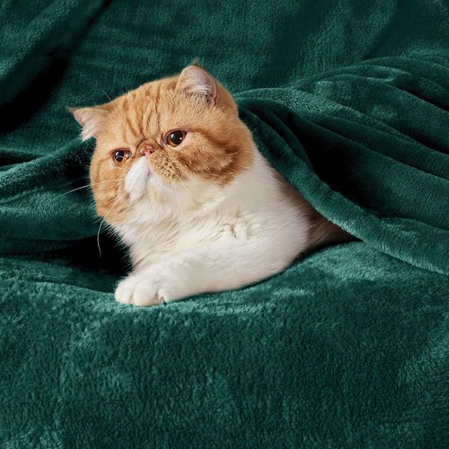 Bedsure GentleSoft Fleece Blanket - Cozy Emerald Green Queen Size Microfiber, 90x90 Inches