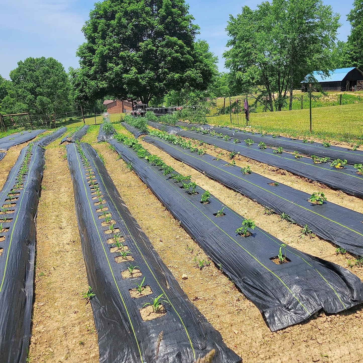 KANAGAWA 4ft x 300ft Weed Barrier Fabric, 6oz Heavy-Duty Woven Landscape Fabric with Staples, Breathable Weed Control for Garden Beds, Driveways, Farming & Landscaping