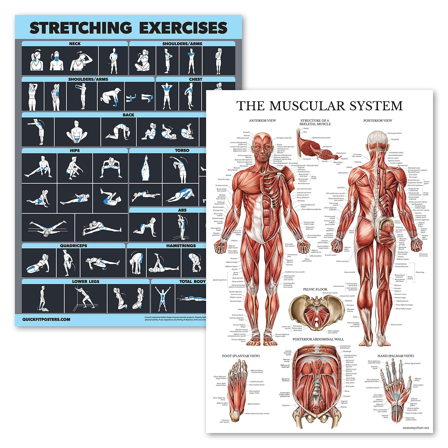 2 Pack Stretching Exercises and Muscular System Anatomy Poster Set - Laminated 2 Chart Set - Stretching Workout Routine & Muscle Anatomy Diagram [DARK] (LAMINATED, 18” x 24”)