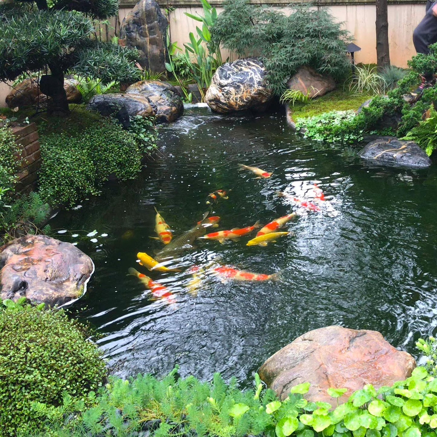 Adroiteet 20 x 25 FT Pond Liner, 20 Mil Fish Pond HDPE Liner, Pond Liners for Outdoor Ponds, Koi Ponds, Garden Fountain, Waterfall